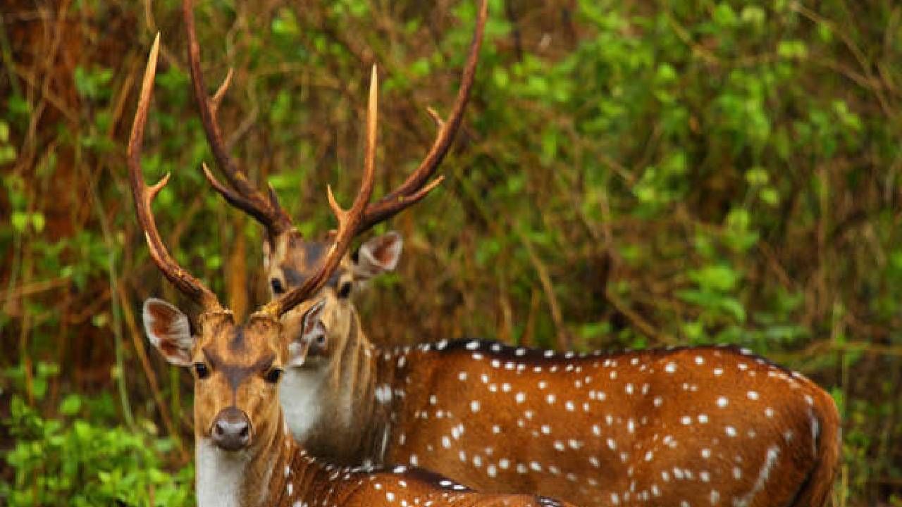 ಮೈಸೂರು ಮೃಗಾಲಯದಿಂದ ಕಾಳಿ ಹುಲಿ ಸಂರಕ್ಷಿತ ಪ್ರದೇಶಕ್ಕೆ 40 ಚುಕ್ಕೆ ಜಿಂಕೆಗಳ ಸ್ಥಳಾಂತರ