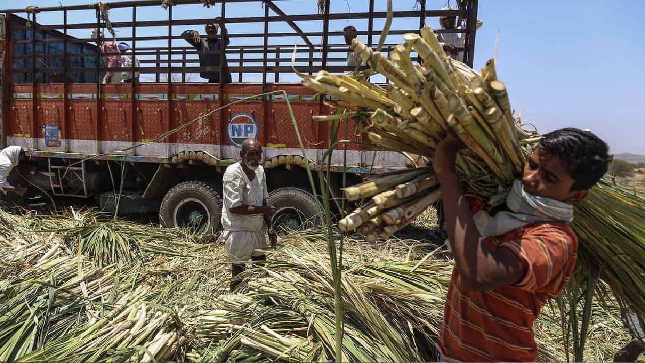 Sugar Production: ಸಕ್ಕರೆ ಬೆಲೆ ಏರಲಿದೆಯಾ? ಭಾರತದಲ್ಲಿ ಕಡಿಮೆ ಆಗಿದೆ ಸಕ್ಕರೆ ಉತ್ಪಾದನೆ Sugar Production: ಸಕ್ಕರೆ ಬೆಲೆ ಏರಲಿದೆಯಾ? ಭಾರತದಲ್ಲಿ ಕಡಿಮೆ ಆಗಿದೆ ಸಕ್ಕರೆ ಉತ್ಪಾದನೆ