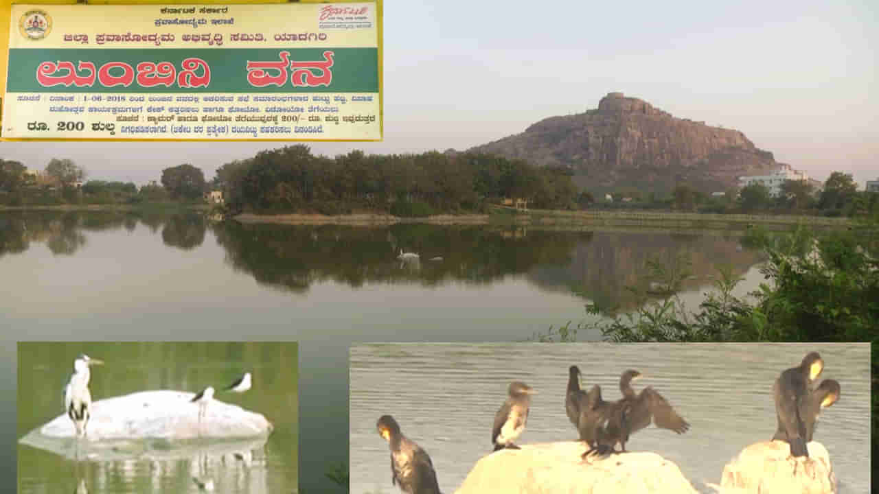 ವಿದೇಶದಿಂದ ಹಾರಿ ಬರುತಿವೆ ಹಕ್ಕಿಗಳು -ಯಾದಗಿರಿಯ ಲುಂಬಿನಿ ವನದ ಕೆರೆಯಲ್ಲಿ ಸಂಭ್ರಮ ಮನೆ ಮಾಡಿದೆ