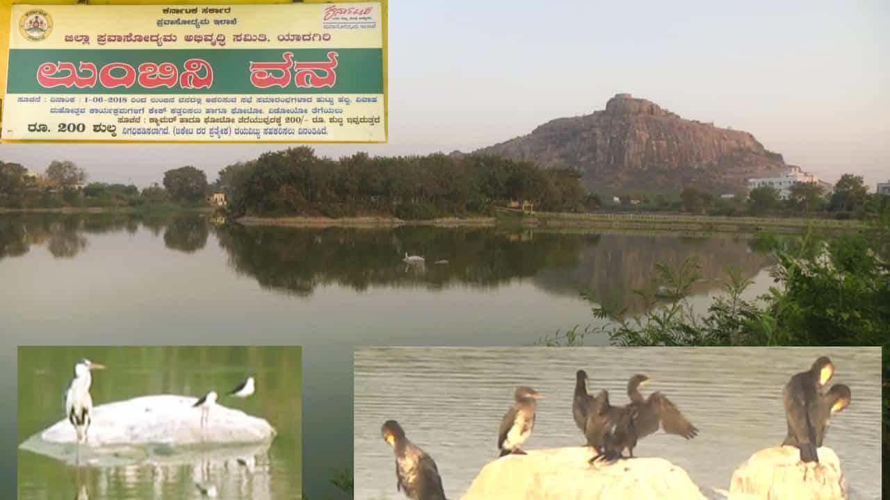 ವಿದೇಶದಿಂದ ಹಾರಿ ಬರುತಿವೆ ಹಕ್ಕಿಗಳು -ಯಾದಗಿರಿಯ ಲುಂಬಿನಿ ವನದ ಕೆರೆಯಲ್ಲಿ ಸಂಭ್ರಮ ಮನೆ ಮಾಡಿದೆ ವಿದೇಶದಿಂದ ಹಾರಿ ಬರುತಿವೆ ಹಕ್ಕಿಗಳು -ಯಾದಗಿರಿಯ ಲುಂಬಿನಿ ವನದ ಕೆರೆಯಲ್ಲಿ ಸಂಭ್ರಮ ಮನೆ ಮಾಡಿದೆ