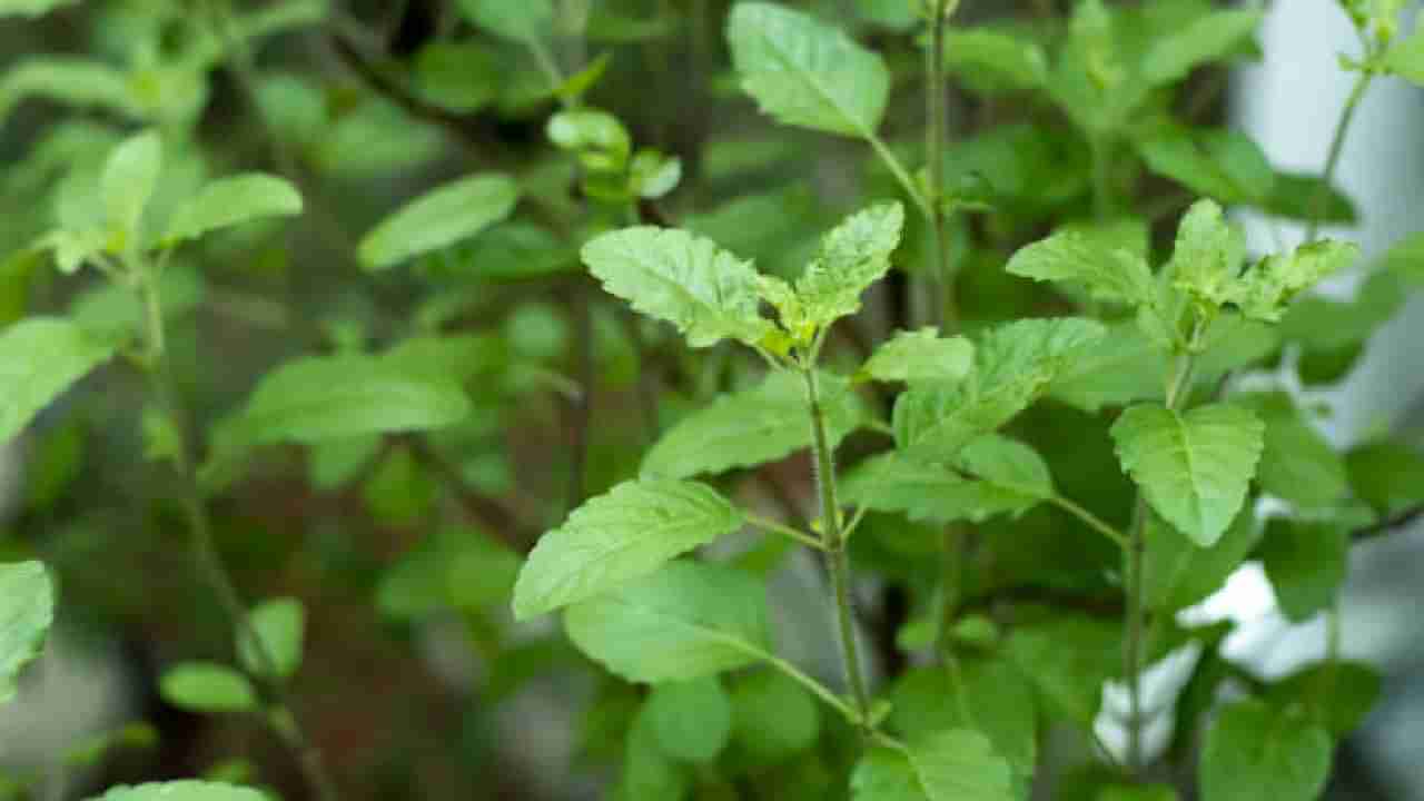 Tulsi Benefits: ತುಳಸಿಯಿಂದ ಅಧಿಕ ಕೊಲೆಸ್ಟ್ರಾಲ್ ನಿಯಂತ್ರಿಸುವುದು ಹೇಗೆ?