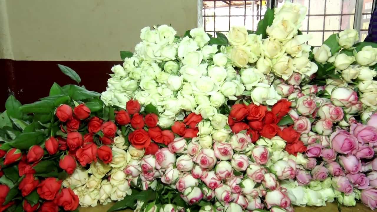 ಪ್ರೇಮಿಗಳ ದಿನಾಚರಣೆಗೆ (Valentine's Day) ಲಗ್ಗೆಯಿಡ್ತಿವಿ ನಾನಾ ಬಣ್ಣದ ಹೂಗಳು. ದೇಶ ವಿದೇಶಗಳಲ್ಲಿ ಕೆಂಪು ಗುಲಾಬಿಗೆ ಸೃಷ್ಟಿಯಾಗಿದೆ ಭಾರಿ ಬೇಡಿಕೆ. ಗುಲಾಬಿ ಬೆಳೆದ ರೈತ ಡಿಮ್ಯಾಂಡ್ ಕಂಡು ಪುಲ್ ಖುಷ್ ಆಗಿದ್ದಾನೆ. ತೋಟದಲ್ಲೆ ಸಿದ್ದವಾಗ್ತಿವೆ ವಿವಿಧ ಬಗೆಯ ಹೂಗುಚ್ಚಗಳು. ದೇವನಹಳ್ಳಿಯಿಂದ ದೇಶ-ವಿದೇಶಕ್ಕೆ ಗುಲಾಬಿ ಹೂಗಳ ರಫ್ತು ಜೋರಾಗಿದೆ. ವಿವಿಧ ಬಣ್ಣದ ಗುಲಾಬಿಗೆಯುವ ಪ್ರೇಮಿಗಳು ಅದಾಗಲೇ ಶರಣಾಗಿದ್ದಾರೆ.