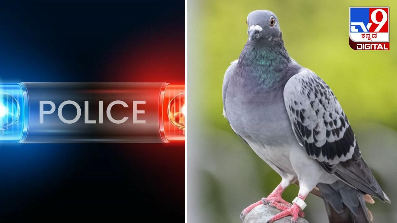 Pigeon: ಗೂಢಚಾರಿಕೆ ಆರೋಪದಡಿ ಪೊಲೀಸ್​​ ವಶದಲ್ಲಿದ್ದ ಪಾರಿವಾಳಕ್ಕೆ ಕಡೆಗೂ ಬಿಡುಗಡೆ