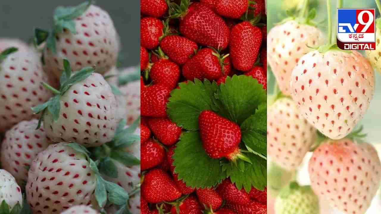 White strawberry: ಬಿಳಿ ಸ್ಟ್ರಾಬೆರಿಯ ಬಗ್ಗೆ ನಿಮಗೆಷ್ಟು ಗೊತ್ತು? 1ಕೆಜಿಯ ಬೆಲೆ ಎಷ್ಟು ಗೊತ್ತಾ?