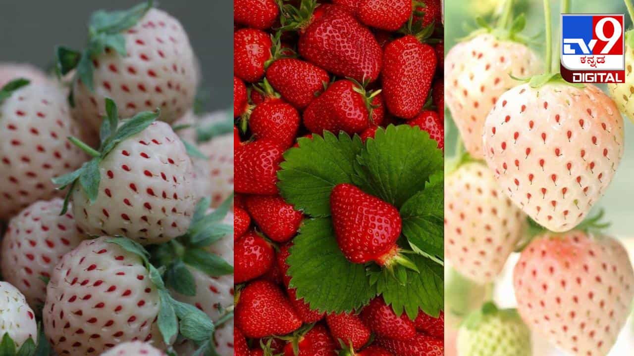 White strawberry: ಬಿಳಿ ಸ್ಟ್ರಾಬೆರಿಯ ಬಗ್ಗೆ ನಿಮಗೆಷ್ಟು ಗೊತ್ತು? 1ಕೆಜಿಯ ಬೆಲೆ ಎಷ್ಟು ಗೊತ್ತಾ? White strawberry: ಬಿಳಿ ಸ್ಟ್ರಾಬೆರಿಯ ಬಗ್ಗೆ ನಿಮಗೆಷ್ಟು ಗೊತ್ತು? 1ಕೆಜಿಯ ಬೆಲೆ ಎಷ್ಟು ಗೊತ್ತಾ?