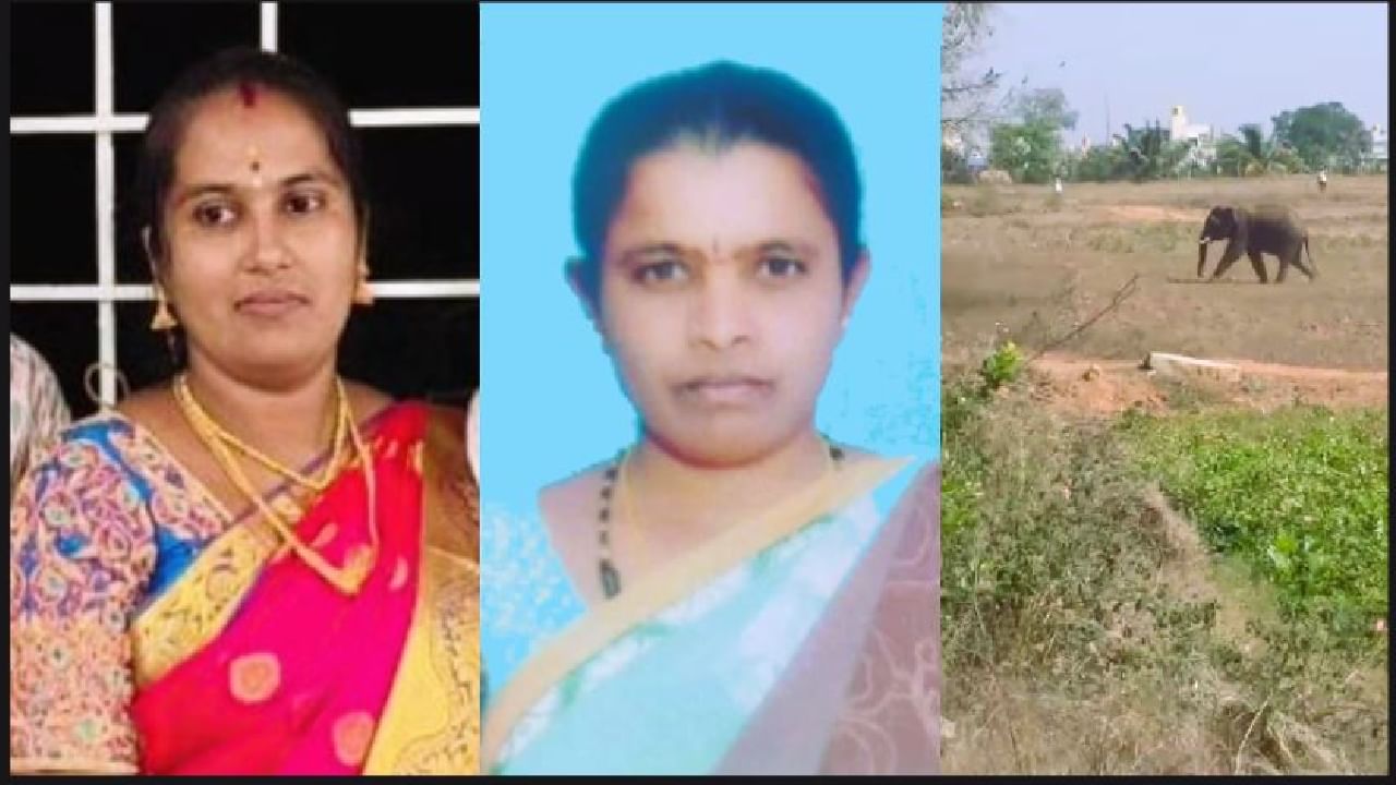ಒಂಟಿ ಕಾಡಾನೆ ದಾಂಧಲೆ: ಆಶಾ ಕಾರ್ಯಕರ್ತೆ ಸೇರಿದಂತೆ ಇಬ್ಬರು ಮಹಿಳೆಯರು, ಮೂರು ಹಸು ದಾರುಣ ಸಾವು ಒಂಟಿ ಕಾಡಾನೆ ದಾಂಧಲೆ: ಆಶಾ ಕಾರ್ಯಕರ್ತೆ ಸೇರಿದಂತೆ ಇಬ್ಬರು ಮಹಿಳೆಯರು, ಮೂರು ಹಸು ದಾರುಣ ಸಾವು