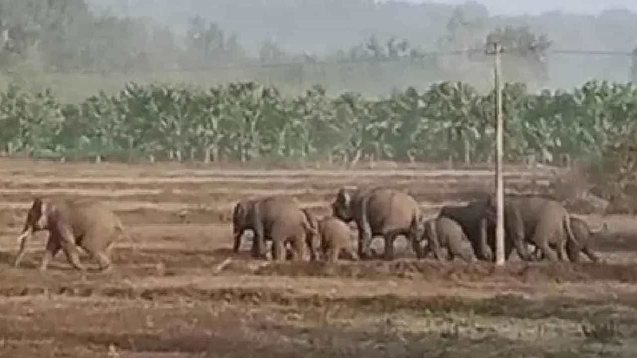ಮೂಡಿಗೆರೆಯಲ್ಲಿ ಮುಂದುವರಿದ ಬೀಟಮ್ಮ ಗ್ಯಾಂಗ್ ದಾಂಧಲೆ; ಲಕ್ಷಾಂತರ ಮೌಲ್ಯದ ಬಳೆ ನಾಶ ಮೂಡಿಗೆರೆಯಲ್ಲಿ ಮುಂದುವರಿದ ಬೀಟಮ್ಮ ಗ್ಯಾಂಗ್ ದಾಂಧಲೆ; ಲಕ್ಷಾಂತರ ಮೌಲ್ಯದ ಬಳೆ ನಾಶ