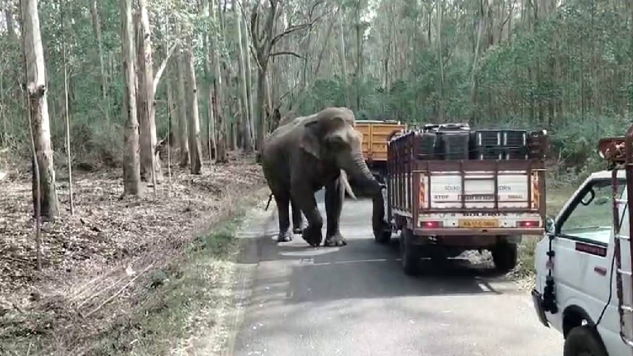 ಆನೆ ಬಂತೊಂದ್ ಆನೆ; ರಸ್ತೆ ಮಧ್ಯೆ ಓಡಾಡುತ್ತ ವಾಹನಗಳ ತಪಾಸಣೆ ನಡೆಸಿದ ಒಂಟಿ ಸಲಗ, ಉಸಿರು ಬಿಗಿ ಹಿಡಿಯುವ ದೃಶ್ಯ