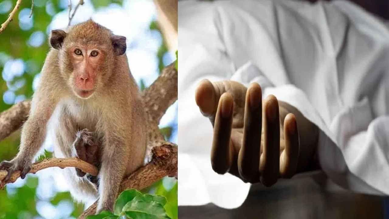 ಉತ್ತರ ಕನ್ನಡ: ಮಂಗನ ಕಾಯಿಲೆಗೆ ಜಿಡ್ಡಿ ಗ್ರಾಮದ ಮಹಿಳೆ ಬಲಿ, ಜಿಲ್ಲೆಯಲ್ಲಿ ಸೋಂಕಿನಿಂದ ಮೊದಲ ಸಾವು ಉತ್ತರ ಕನ್ನಡ: ಮಂಗನ ಕಾಯಿಲೆಗೆ ಜಿಡ್ಡಿ ಗ್ರಾಮದ ಮಹಿಳೆ ಬಲಿ, ಜಿಲ್ಲೆಯಲ್ಲಿ ಸೋಂಕಿನಿಂದ ಮೊದಲ ಸಾವು