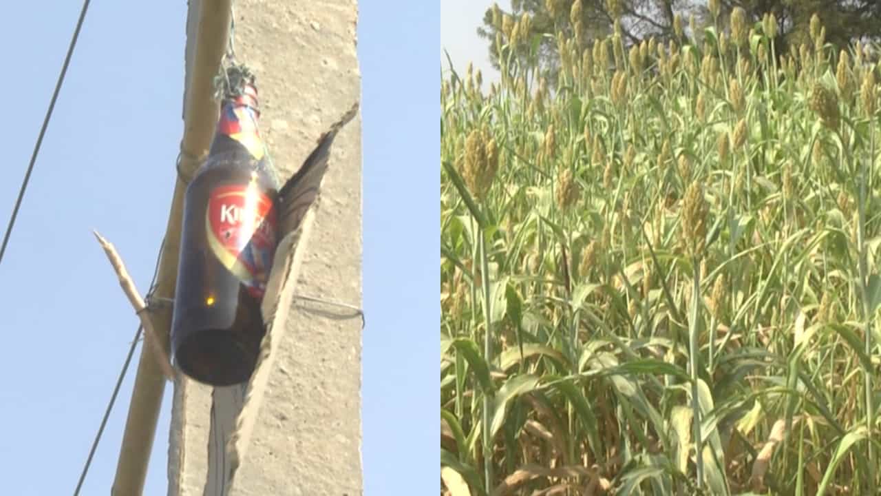 ಯಾದಗಿರಿ: ರೈತರ ಬೆಳೆ ರಕ್ಷಣೆಗೆ ಸಾಥ್ ನೀಡಿವೆ ಬಿಯರ್ ಬಾಟಲ್ಗಳು! ಹೇಗೆಂಬುದು ಇಲ್ಲಿದೆ ನೋಡಿ ಯಾದಗಿರಿ: ರೈತರ ಬೆಳೆ ರಕ್ಷಣೆಗೆ ಸಾಥ್ ನೀಡಿವೆ ಬಿಯರ್ ಬಾಟಲ್ಗಳು! ಹೇಗೆಂಬುದು ಇಲ್ಲಿದೆ ನೋಡಿ