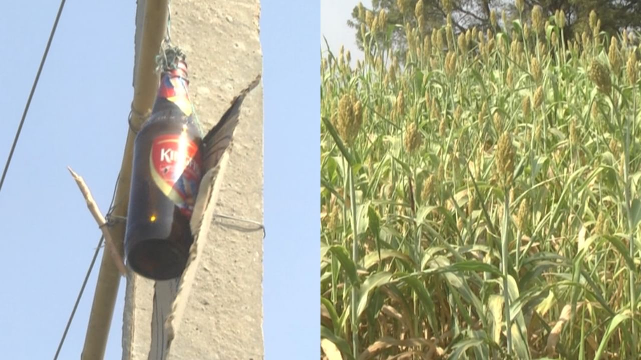 ಯಾದಗಿರಿ: ರೈತರ ಬೆಳೆ ರಕ್ಷಣೆಗೆ ಸಾಥ್ ನೀಡಿವೆ ಬಿಯರ್ ಬಾಟಲ್ಗಳು! ಹೇಗೆಂಬುದು ಇಲ್ಲಿದೆ ನೋಡಿ ಯಾದಗಿರಿ: ರೈತರ ಬೆಳೆ ರಕ್ಷಣೆಗೆ ಸಾಥ್ ನೀಡಿವೆ ಬಿಯರ್ ಬಾಟಲ್ಗಳು! ಹೇಗೆಂಬುದು ಇಲ್ಲಿದೆ ನೋಡಿ