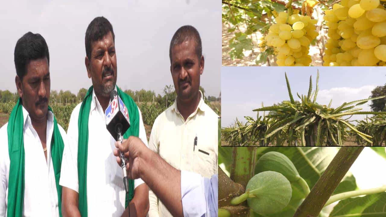 ಬರದ ನಾಡಲ್ಲೂ ಬಂಗಾರದಂತ‌ ಬೆಳೆ ಬೆಳೆದ ರೈತ; ಸಮಗ್ರ ಕೃಷಿ ಮೂಲಕ ಲಕ್ಷಾಂತರ ರೂ. ಲಾಭ