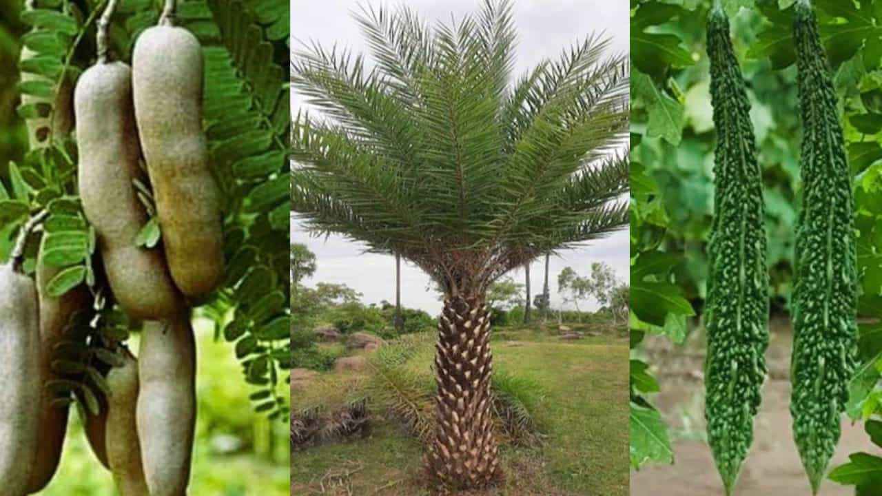 ಅಪ್ಪಿತಪ್ಪಿಯೂ ನಿಮ್ಮ ಮನೆಯಲ್ಲಿ ಇಂತಹ ಮರ ಗಿಡಗಳನ್ನು ಬೆಳಸಬೇಡಿ ಅಪ್ಪಿತಪ್ಪಿಯೂ ನಿಮ್ಮ ಮನೆಯಲ್ಲಿ ಇಂತಹ ಮರ ಗಿಡಗಳನ್ನು ಬೆಳಸಬೇಡಿ