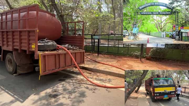 ಬನ್ನೇರುಘಟ್ಟ ಉದ್ಯಾನವನದಲ್ಲೂ ನೀರಿಗಾಗಿ ಹಾಹಾಕಾರ: ಬತ್ತಿದ ಬೋರ್ವೆಲ್ಗಳು, ಟ್ಯಾಂಕರ್ ಮೂಲಕ ನೀರು ಪೂರೈಕೆ ಬನ್ನೇರುಘಟ್ಟ ಉದ್ಯಾನವನದಲ್ಲೂ ನೀರಿಗಾಗಿ ಹಾಹಾಕಾರ: ಬತ್ತಿದ ಬೋರ್ವೆಲ್ಗಳು, ಟ್ಯಾಂಕರ್ ಮೂಲಕ ನೀರು ಪೂರೈಕೆ
