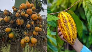 ಚಾಮರಾಜನಗರ ವ್ಯಾಪ್ತಿಯಲ್ಲಿ ಕಾಡಿಗೆ ಬೆಂಕಿ: ಕಿಡಿಗೇಡಿಗಳು ಬೆಂಕಿ ಹಾಕಿರುವುದು ಮೇಲ್ನೊಟಕ್ಕೆ ಪತ್ತೆ