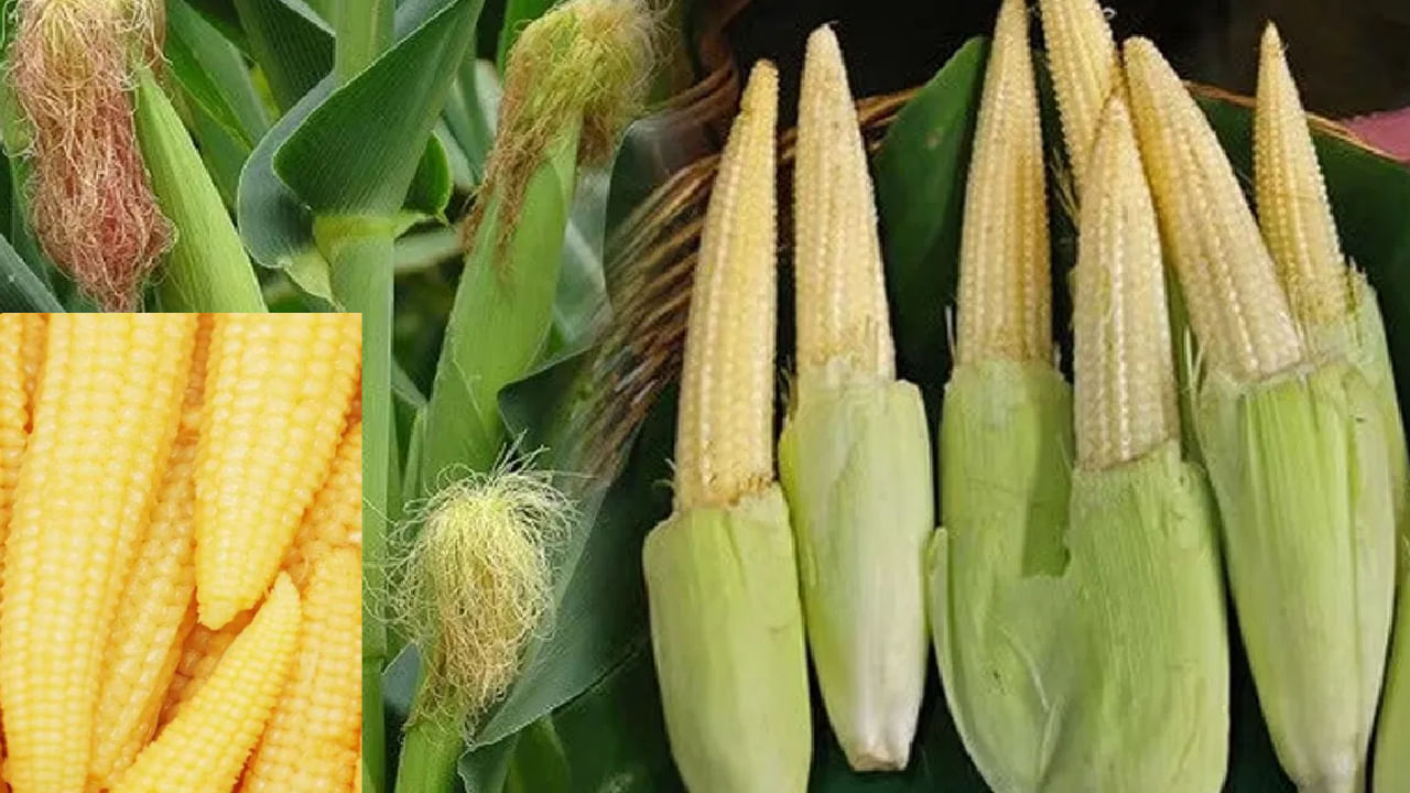 baby-corn-benefits