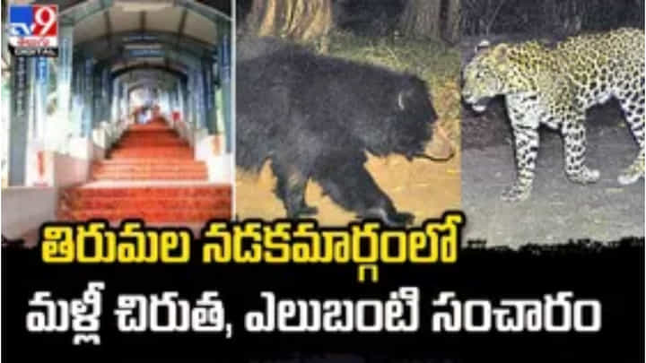 ತಿರುಪತಿ: ತಿರುಮಲ ನಡಿಗೆಮಾರ್ಗದಲ್ಲಿ ಮತ್ತೆ ಚಿರತೆ ಮತ್ತು ಕರಡಿ ಸಂಚಾರ! ತಿರುಪತಿ: ತಿರುಮಲ ನಡಿಗೆಮಾರ್ಗದಲ್ಲಿ ಮತ್ತೆ ಚಿರತೆ ಮತ್ತು ಕರಡಿ ಸಂಚಾರ!