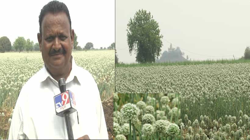 ಕಬ್ಬು, ಉದ್ದು, ಸೋಯಾ ಕೃಷಿಗೆ ಗುಡ್ ಬೈ;ಈರುಳ್ಳಿ ಬೀಜ ಉತ್ಪಾದಿಸಿ ಲಕ್ಷಾಂತರ ರೂಪಾಯಿ ಆದಾಯ ಗಳಿಸುತ್ತಿರೋ ರೈತ