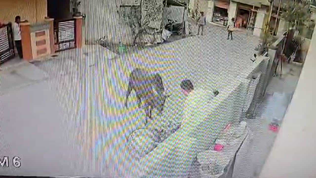 ವಾಹನ ಸವಾರನ ಮೇಲೆ ಗೂಳಿ ದಾಳಿ; ಸಿಸಿಟಿವಿಯಲ್ಲಿ ಸೆರೆಯಾಯ್ತು ಎದೆ ಝಲ್ ಎನಿಸುವ ದೃಶ್ಯ ವಾಹನ ಸವಾರನ ಮೇಲೆ ಗೂಳಿ ದಾಳಿ; ಸಿಸಿಟಿವಿಯಲ್ಲಿ ಸೆರೆಯಾಯ್ತು ಎದೆ ಝಲ್ ಎನಿಸುವ ದೃಶ್ಯ