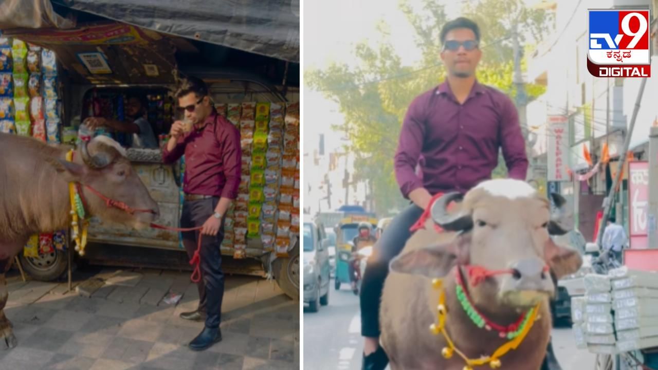 Viral Video: ಹೀರೋನಂತೆ  ಎಮ್ಮೆಯ ಮೇಲೇರಿ ಸವಾರಿ ಹೊರಟ ಸುರ ಸುಂದರ; ವಿಡಿಯೋ ವೈರಲ್