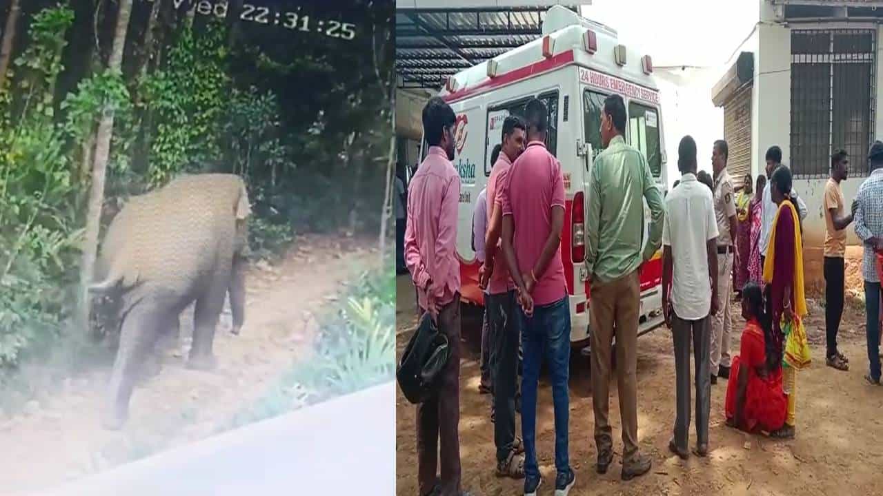 ಚಿಕ್ಕಮಗಳೂರು ಜಿಲ್ಲೆಯಲ್ಲಿ ಕಾಡಾನೆ ದಾಳಿಗೆ ಮತ್ತೊಬ್ಬ ಬಲಿ ಚಿಕ್ಕಮಗಳೂರು ಜಿಲ್ಲೆಯಲ್ಲಿ ಕಾಡಾನೆ ದಾಳಿಗೆ ಮತ್ತೊಬ್ಬ ಬಲಿ