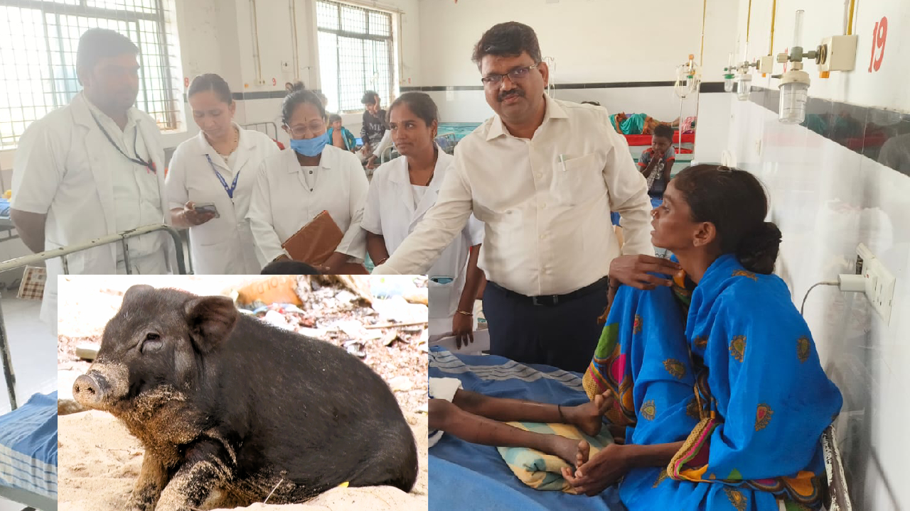 ನಾಯಿಗಳಾಯ್ತು, ಈಗ ರಾಯಚೂರಿನಲ್ಲಿ ಹಂದಿಗಳ ಡೆಡ್ಲಿ ಅಟ್ಯಾಕ್: ಬಾಲಕಿಯ ಎಳೆದಾಡಿ ಕಚ್ಚಿಹಾಕಿದ ಹಂದಿಗಳು!