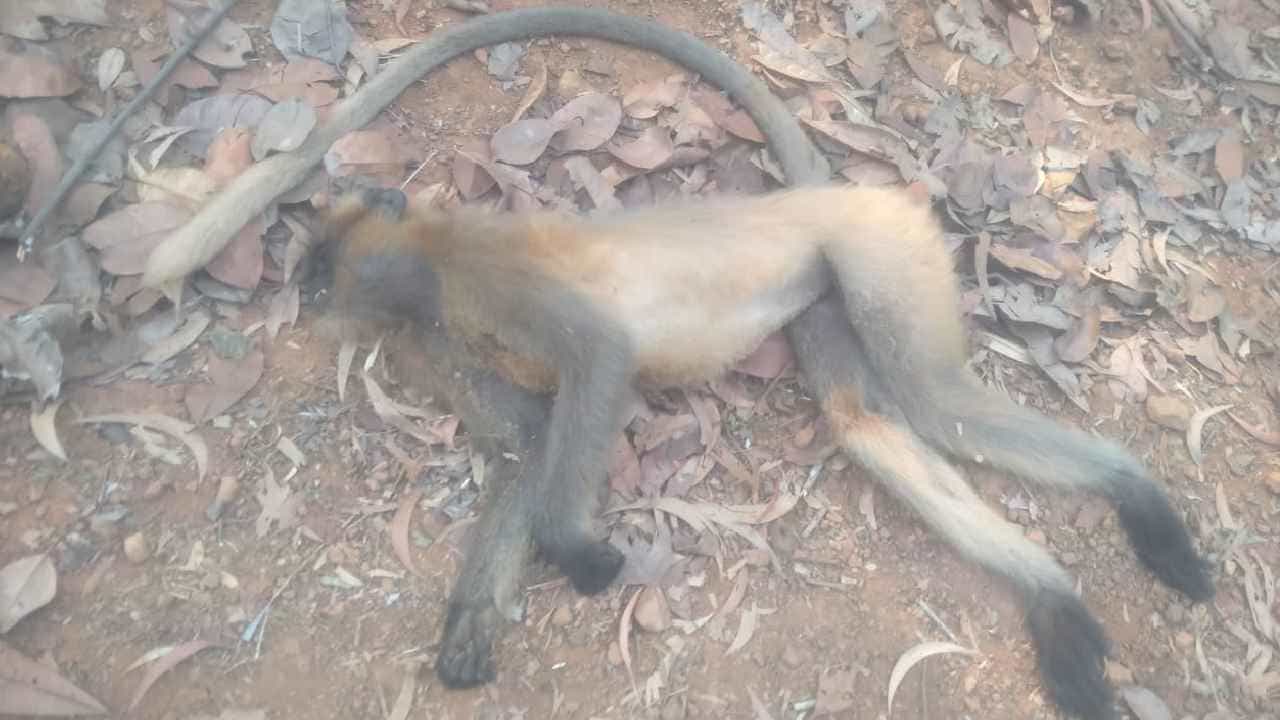 ಕುಮಟಾ: ಗೋಕರ್ಣದ ಅರಣ್ಯ ಪ್ರದೇಶದಲ್ಲಿ ಮಂಗಗಳ ಸಾವು, ಜನರಲ್ಲಿ ಆಂತಕ ಕುಮಟಾ: ಗೋಕರ್ಣದ ಅರಣ್ಯ ಪ್ರದೇಶದಲ್ಲಿ ಮಂಗಗಳ ಸಾವು, ಜನರಲ್ಲಿ ಆಂತಕ