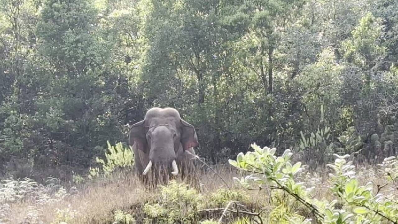 ಚಿಕ್ಕಮಗಳೂರು ದೇವರಮನೆ ಬೆಟ್ಟದಲ್ಲಿ ಒಂಟಿ ಸಲಗ ಕಾಟ, ಪ್ರವಾಸಿಗರಿಗೆ ಆತಂಕ