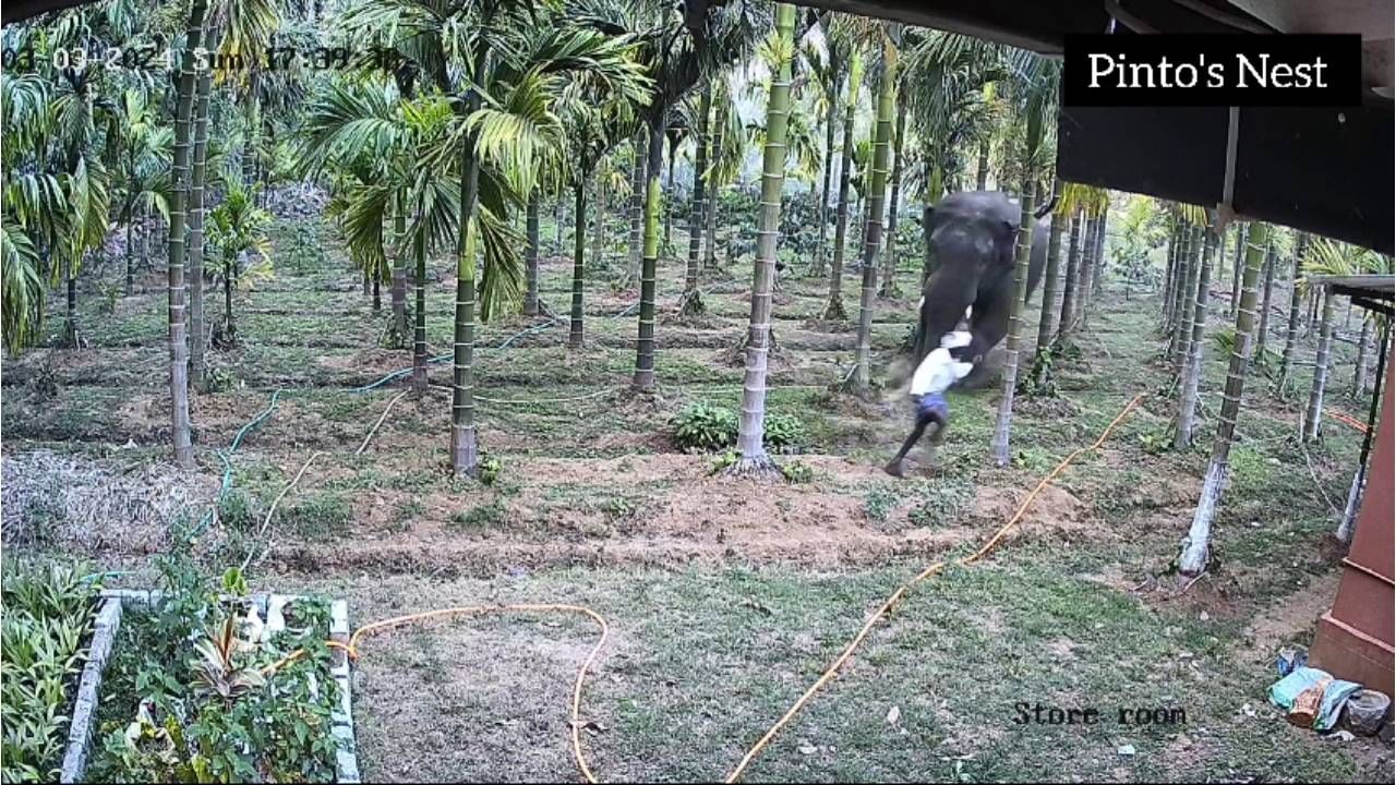 Elephant Attack: ಕಾರ್ಮಿಕನ ಮೇಲೆ ಕಾಡಾನೆ ದಾಳಿ, ಭಯಾನಕ ದೃಶ್ಯ ಸಿಸಿ ಟಿವಿಯಲ್ಲಿ ಸೆರೆ