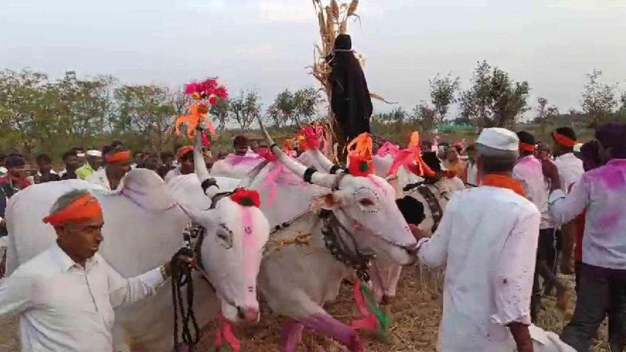 ಯಾಂತ್ರೀಕರಣವಾದ ಕೃಷಿಯಲ್ಲಿ ದೇಶೀ ಪದ್ದತಿ: ಹಂತಿ ಮೂಲಕ ಜೋಳದ ರಾಶಿ ಮಾಡಿದ ರೈತರು