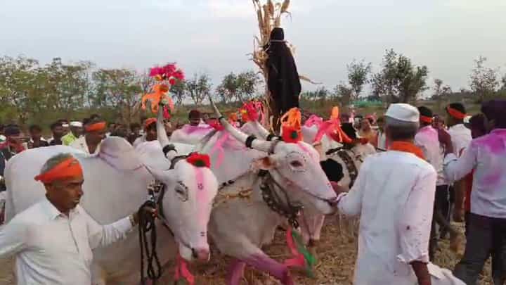ಯಾಂತ್ರೀಕರಣವಾದ ಕೃಷಿಯಲ್ಲಿ ದೇಶೀ ಪದ್ದತಿ: ಹಂತಿ ಮೂಲಕ ಜೋಳದ ರಾಶಿ ಮಾಡಿದ ರೈತರು ಯಾಂತ್ರೀಕರಣವಾದ ಕೃಷಿಯಲ್ಲಿ ದೇಶೀ ಪದ್ದತಿ: ಹಂತಿ ಮೂಲಕ ಜೋಳದ ರಾಶಿ ಮಾಡಿದ ರೈತರು