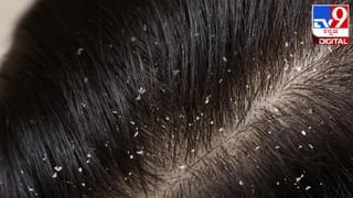 ಮಾ. 03 ವಿಶ್ವ ವನ್ಯಜೀವಿಗಳ ದಿನ: ಮಾನವ ಸ್ವಾರ್ಥದಿಂದ ಅಳಿವಿನಂಚಿನತ್ತ ಪ್ರಾಣಿ ಸಂಕುಲ