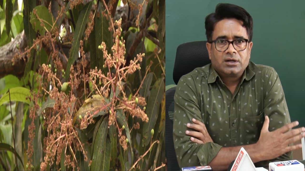 ಕೋಲಾರ: ಬಿಸಿಲಿನ ತಾಪಕ್ಕೆ ಮರದಲ್ಲೇ ಒಣಗುತ್ತಿರುವ ಮಾವು; ರೈತರಲ್ಲಿ ಮೂಡಿತು ಆತಂಕ ಕೋಲಾರ: ಬಿಸಿಲಿನ ತಾಪಕ್ಕೆ ಮರದಲ್ಲೇ ಒಣಗುತ್ತಿರುವ ಮಾವು; ರೈತರಲ್ಲಿ ಮೂಡಿತು ಆತಂಕ