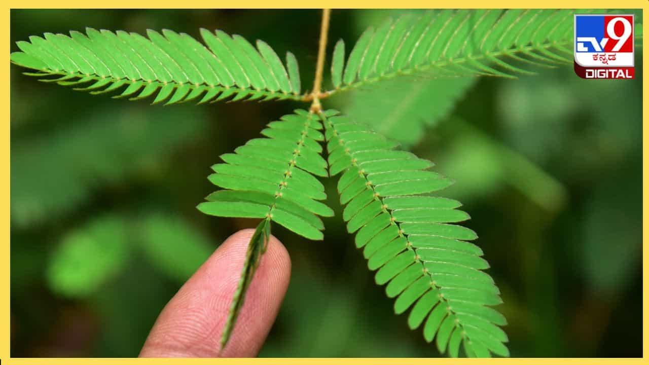 Touch Me Not Plant: ಮುಟ್ಟಿದರೆ ಮುನಿ ಸಸ್ಯದಲ್ಲಿದೆ ಆರೋಗ್ಯ, ಇಲ್ಲಿದೆ ಸರಳ ಮನೆ ಮದ್ದುಗಳು Touch Me Not Plant: ಮುಟ್ಟಿದರೆ ಮುನಿ ಸಸ್ಯದಲ್ಲಿದೆ ಆರೋಗ್ಯ, ಇಲ್ಲಿದೆ ಸರಳ ಮನೆ ಮದ್ದುಗಳು