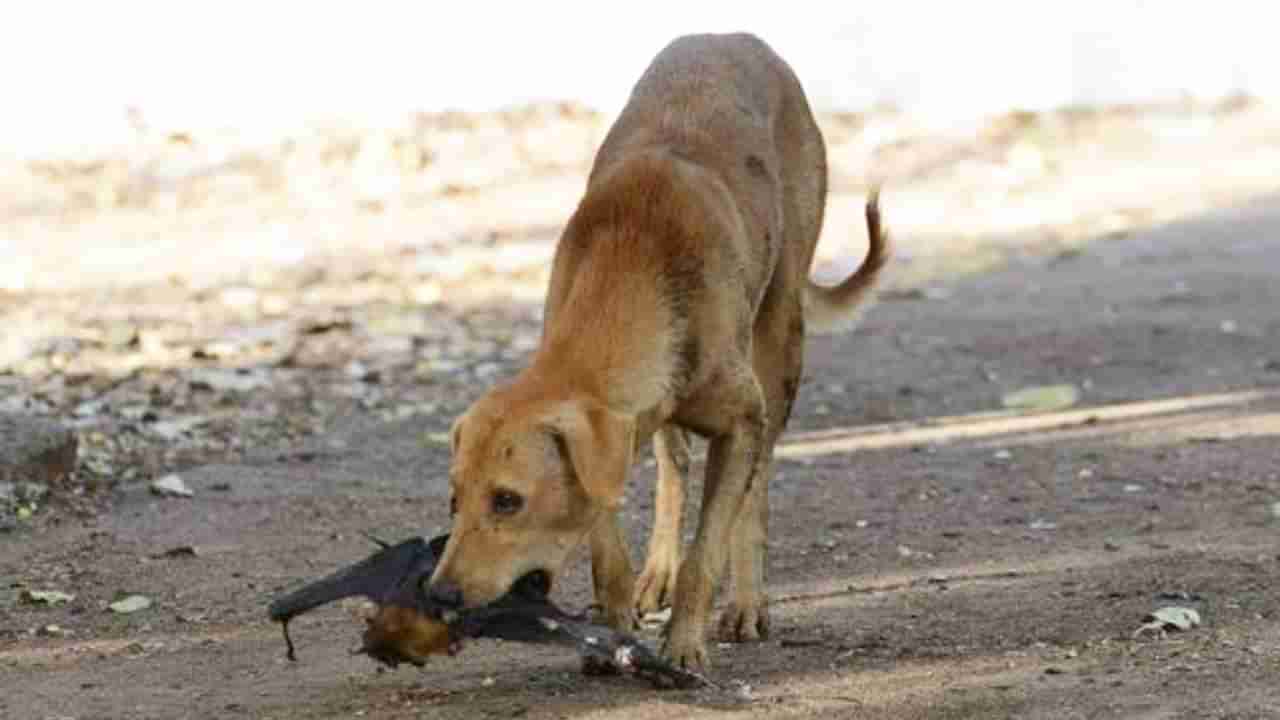 ಕೊರಟಗೆರೆಯಲ್ಲಿ ಹುಚ್ಚು ನಾಯಿ ದಾಳಿ; ವೃದ್ದೆ ಸೇರಿದಂತೆ 10ಕ್ಕೂ ಹೆಚ್ಚು ಜನರಿಗೆ ಗಾಯ