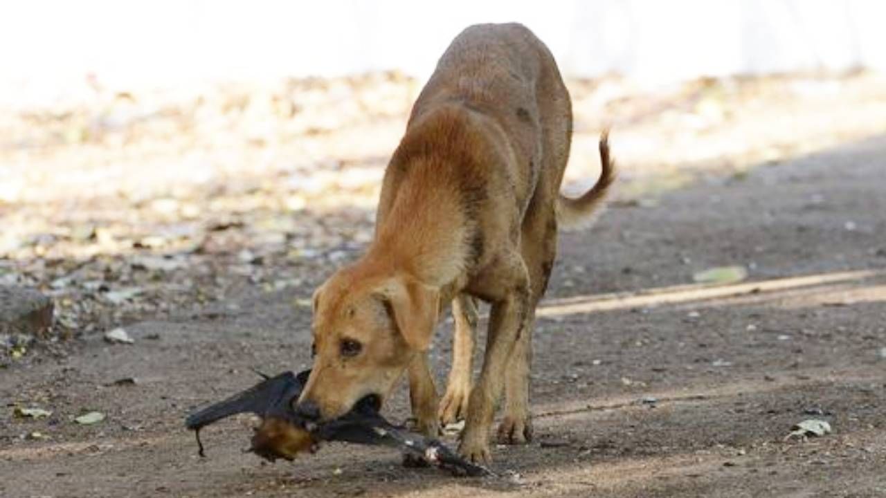 ಕೊರಟಗೆರೆಯಲ್ಲಿ ಹುಚ್ಚು ನಾಯಿ ದಾಳಿ; ವೃದ್ದೆ ಸೇರಿದಂತೆ 10ಕ್ಕೂ ಹೆಚ್ಚು ಜನರಿಗೆ ಗಾಯ