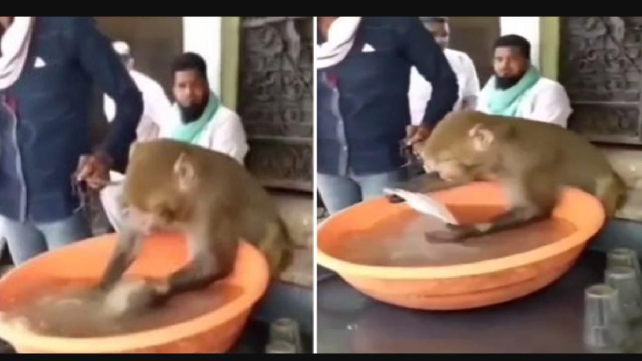 Viral Video : ಅಬ್ಬಬ್ಬಾ! ಪಾತ್ರೆ ತೊಳೆಯುವುದರಲ್ಲಿ ನಿಮ್ಮನ್ನೇ ಮೀರಿಸುತಿದೆ ಈ ಕೋತಿ