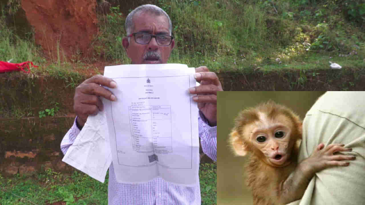 Monkey park: ಮಂಗಗಳು ಊರಿನತ್ತ ಬರುತ್ತಿವೆ, ಉಡುಪಿ ಜಿಲ್ಲೆಯಲ್ಲಿ ಮಂಕಿ ಪಾರ್ಕ್ ನಿರ್ಮಿಸಲು ಜನಪ್ರತಿನಿಧಿಗಳು ವಿಫಲ