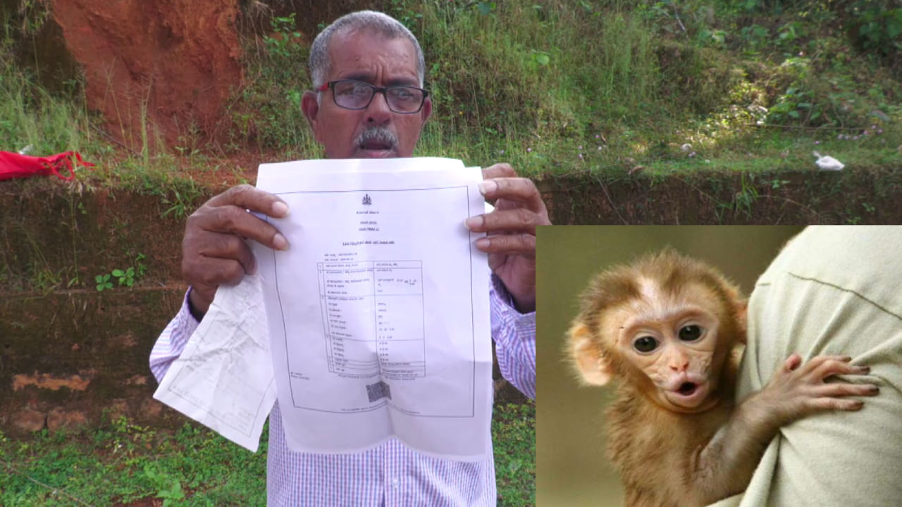 Monkey park: ಮಂಗಗಳು ಊರಿನತ್ತ ಬರುತ್ತಿವೆ, ಉಡುಪಿ ಜಿಲ್ಲೆಯಲ್ಲಿ ಮಂಕಿ ಪಾರ್ಕ್ ನಿರ್ಮಿಸಲು ಜನಪ್ರತಿನಿಧಿಗಳು ವಿಫಲ Monkey park: ಮಂಗಗಳು ಊರಿನತ್ತ ಬರುತ್ತಿವೆ, ಉಡುಪಿ ಜಿಲ್ಲೆಯಲ್ಲಿ ಮಂಕಿ ಪಾರ್ಕ್ ನಿರ್ಮಿಸಲು ಜನಪ್ರತಿನಿಧಿಗಳು ವಿಫಲ