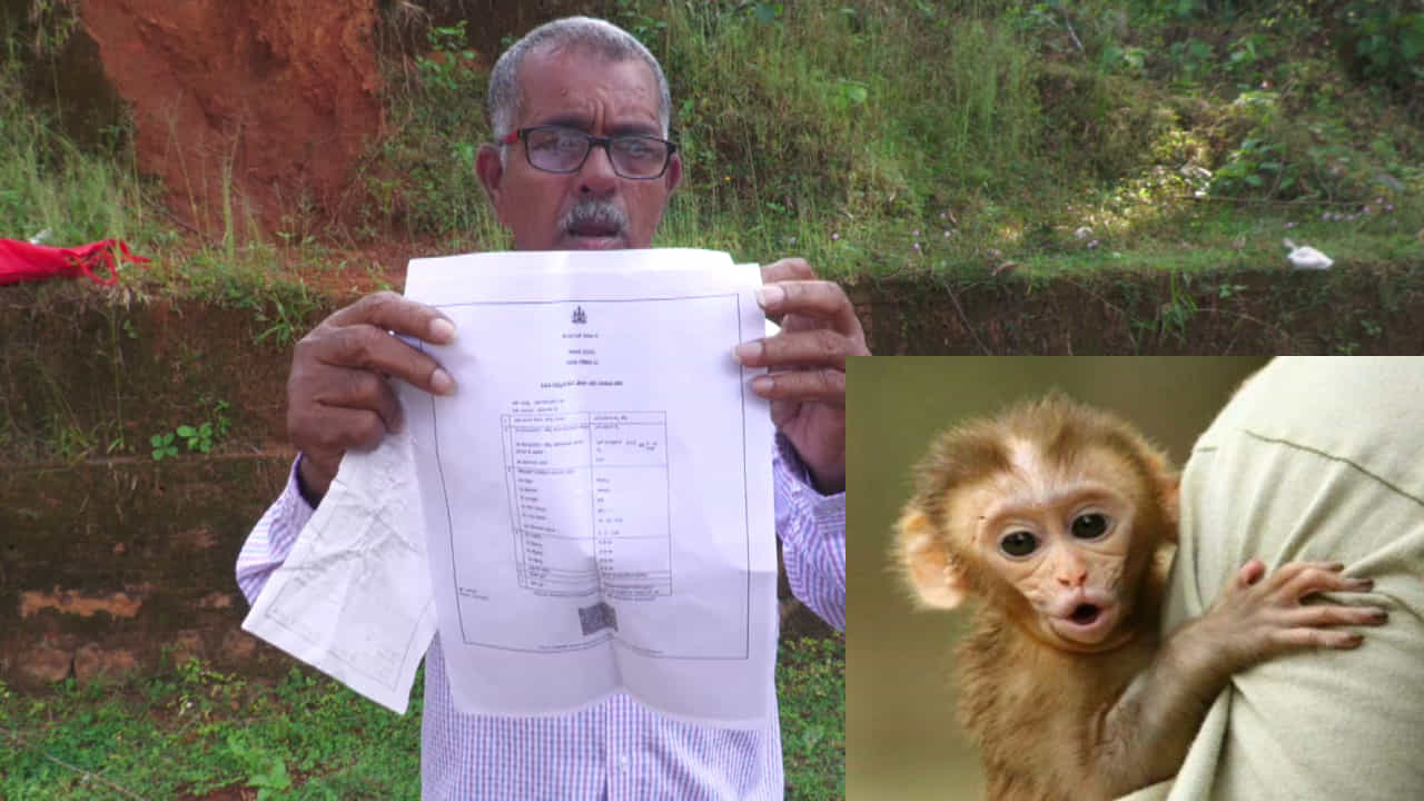 Monkey park: ಮಂಗಗಳು ಊರಿನತ್ತ ಬರುತ್ತಿವೆ, ಉಡುಪಿ ಜಿಲ್ಲೆಯಲ್ಲಿ ಮಂಕಿ ಪಾರ್ಕ್ ನಿರ್ಮಿಸಲು ಜನಪ್ರತಿನಿಧಿಗಳು ವಿಫಲ Monkey park: ಮಂಗಗಳು ಊರಿನತ್ತ ಬರುತ್ತಿವೆ, ಉಡುಪಿ ಜಿಲ್ಲೆಯಲ್ಲಿ ಮಂಕಿ ಪಾರ್ಕ್ ನಿರ್ಮಿಸಲು ಜನಪ್ರತಿನಿಧಿಗಳು ವಿಫಲ