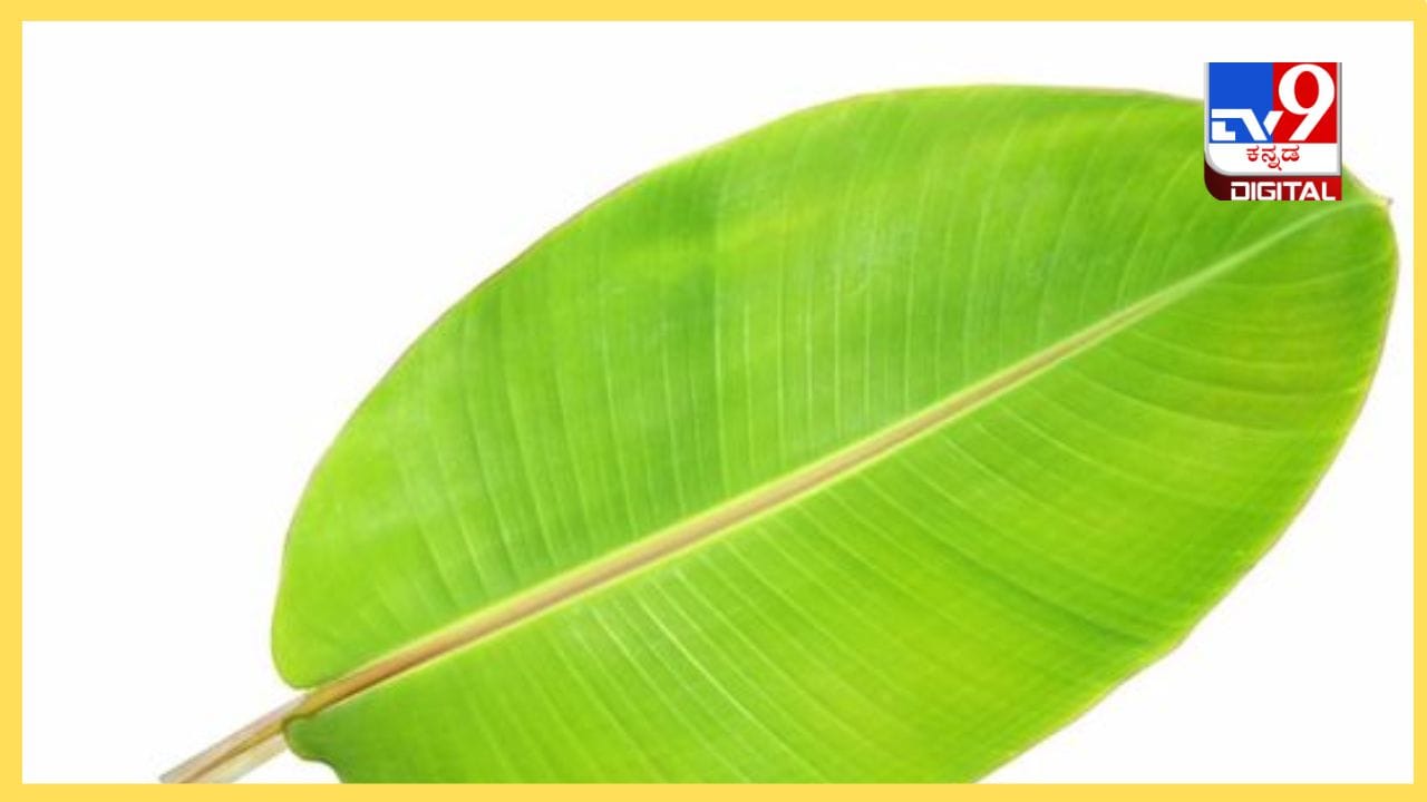 Banana Leaf ಬಾಳೆ ಎಲೆಯ ಕಷಾಯದಿಂದ ಈ ರೋಗ ಮಾಯಾ Kannada News Banana Leaf