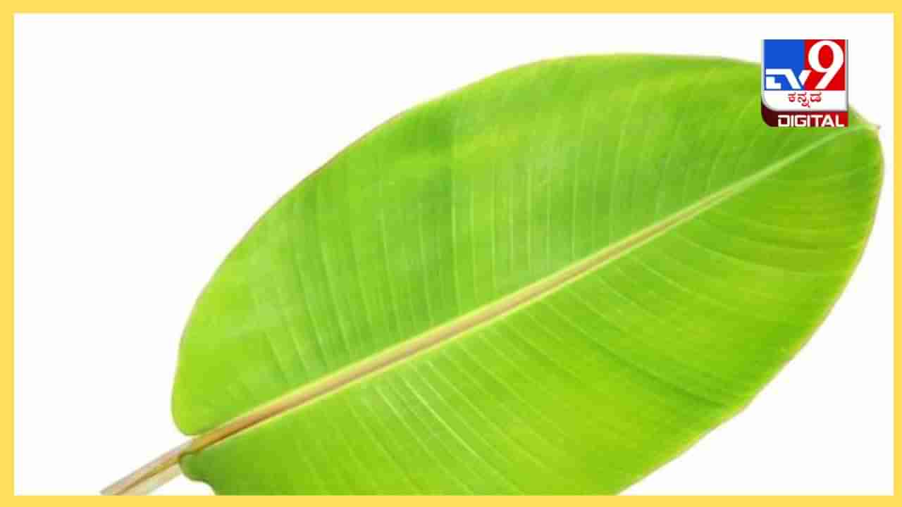 Banana Leaf: ಬಾಳೆ ಎಲೆಯ ಕಷಾಯದಿಂದ ಈ ರೋಗ ಮಾಯಾ