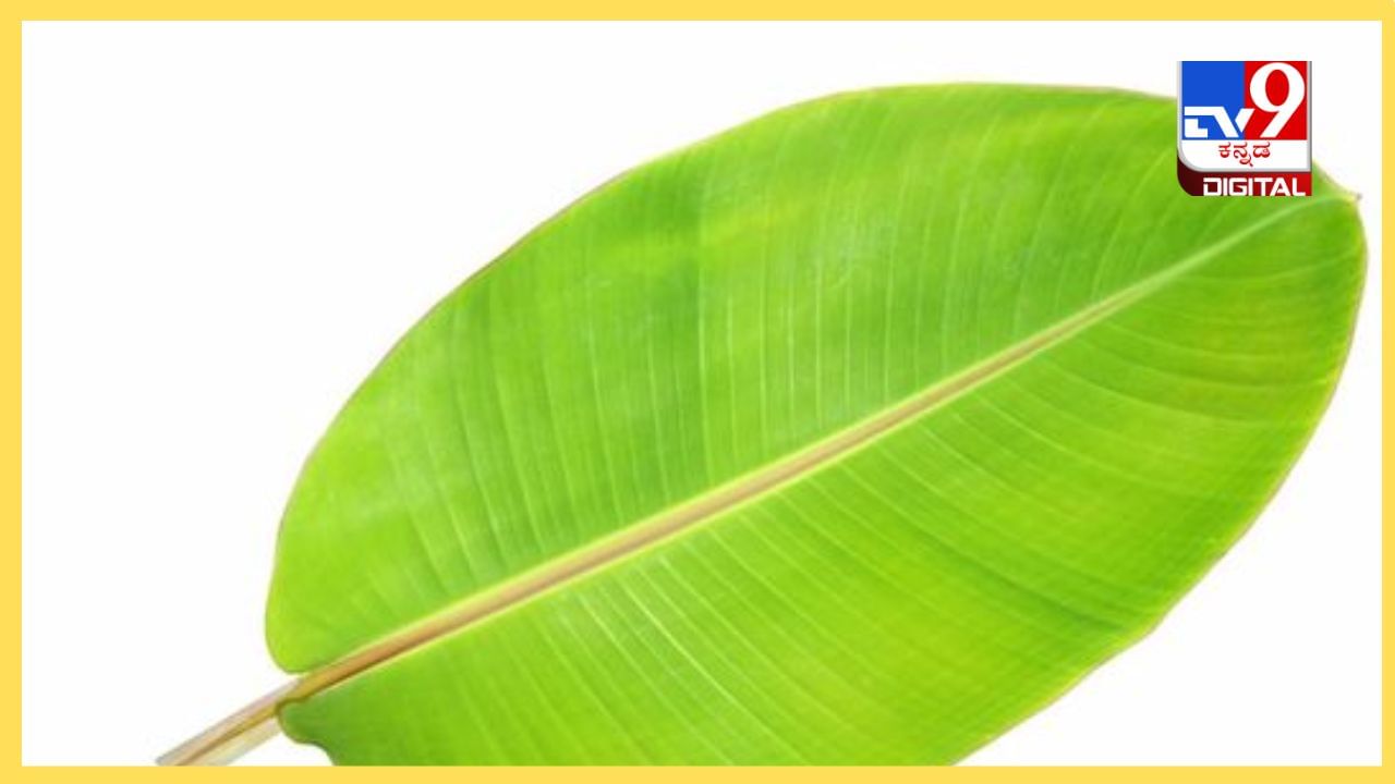 Banana Leaf: ಬಾಳೆ ಎಲೆಯ ಕಷಾಯದಿಂದ ಈ ರೋಗ ಮಾಯಾ