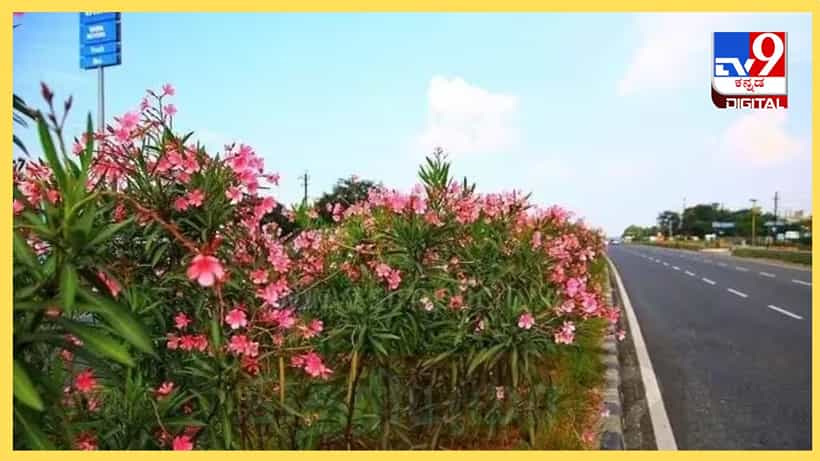 ಹೆದ್ದಾರಿ ಡಿವೈಡರ್ ಮೇಲೆ ಈ ವಿಶೇಷ ಹೂವಿನ ಗಿಡ ಮಾತ್ರ ನೆಡಲಾಗುತ್ತದೆ ಯಾಕೆ ಗೊತ್ತಾ? ಇದರ ಹಿಂದಿದೆ ವೈಜ್ಞಾನಿಕ ಕಾರಣ