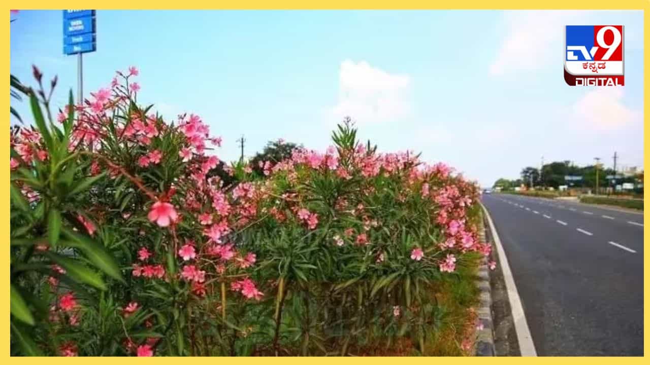 ಹೆದ್ದಾರಿ ಡಿವೈಡರ್ ಮೇಲೆ ಈ ವಿಶೇಷ ಹೂವಿನ ಗಿಡ ಮಾತ್ರ ನೆಡಲಾಗುತ್ತದೆ ಯಾಕೆ ಗೊತ್ತಾ? ಇದರ ಹಿಂದಿದೆ ವೈಜ್ಞಾನಿಕ ಕಾರಣ ಹೆದ್ದಾರಿ ಡಿವೈಡರ್ ಮೇಲೆ ಈ ವಿಶೇಷ ಹೂವಿನ ಗಿಡ ಮಾತ್ರ ನೆಡಲಾಗುತ್ತದೆ ಯಾಕೆ ಗೊತ್ತಾ? ಇದರ ಹಿಂದಿದೆ ವೈಜ್ಞಾನಿಕ ಕಾರಣ