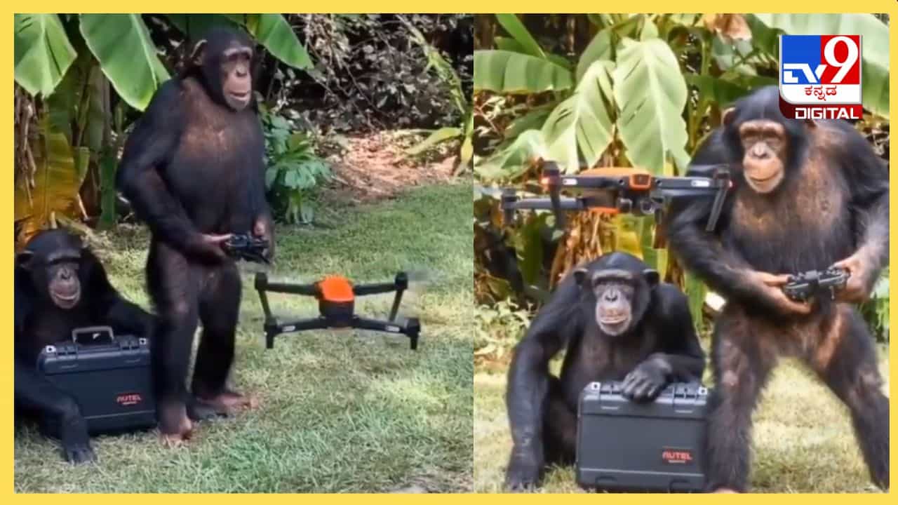 Viral Video: ಇವರು ಡ್ರೋನ್ ಚಿಂಪಾಂಜಿ, ಭಲೇ ಬುದ್ವಂತ ಈತ Viral Video: ಇವರು ಡ್ರೋನ್ ಚಿಂಪಾಂಜಿ, ಭಲೇ ಬುದ್ವಂತ ಈತ