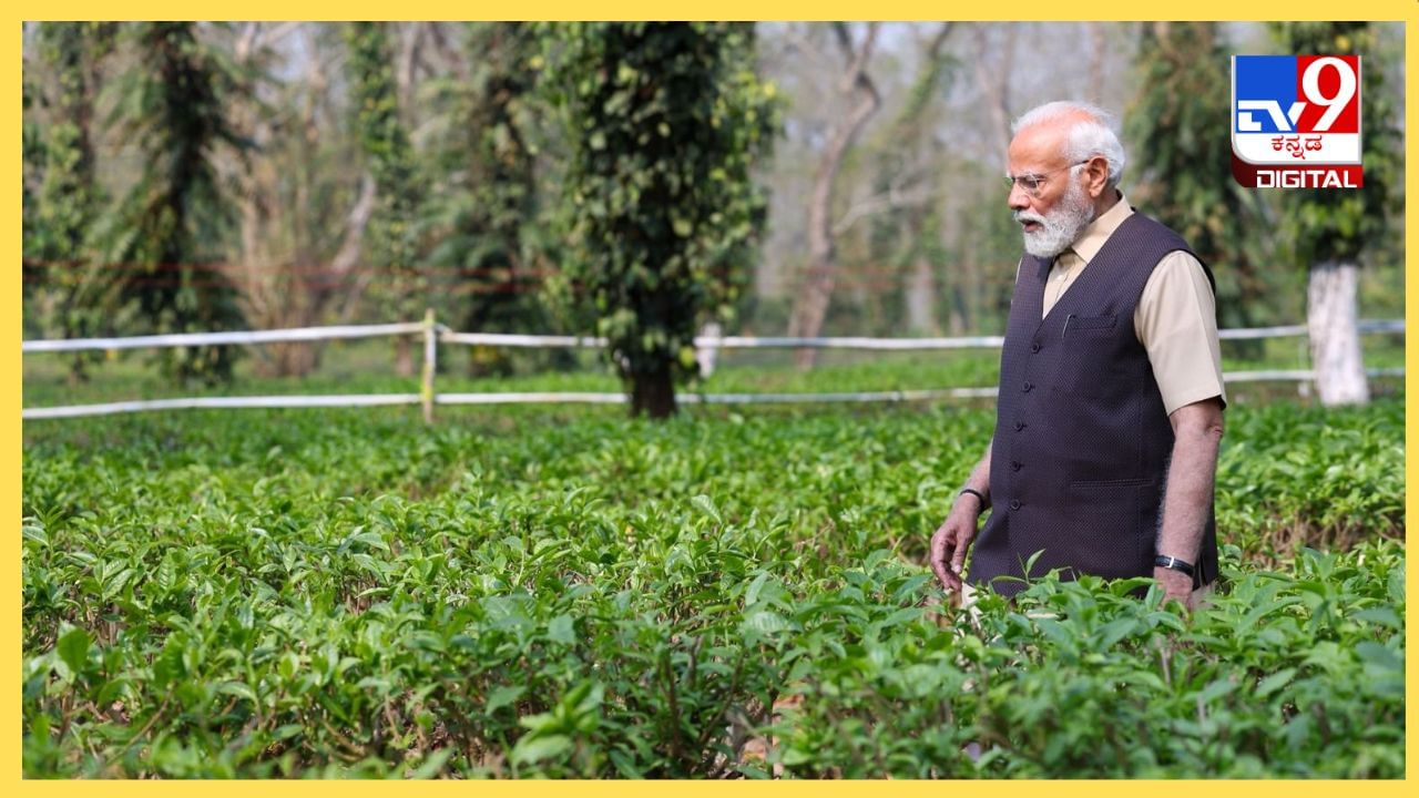 ಅಸ್ಸಾಂ ಚಹಾ ಜಗತ್ತಿನಲ್ಲಿ ಜನಪ್ರಿಯ: ಬೃಹತ್​​ ಚಹಾ ತೋಟಕ್ಕೆ ಭೇಟಿ ನೀಡಿದ ಪ್ರಧಾನಿ ಮೋದಿ