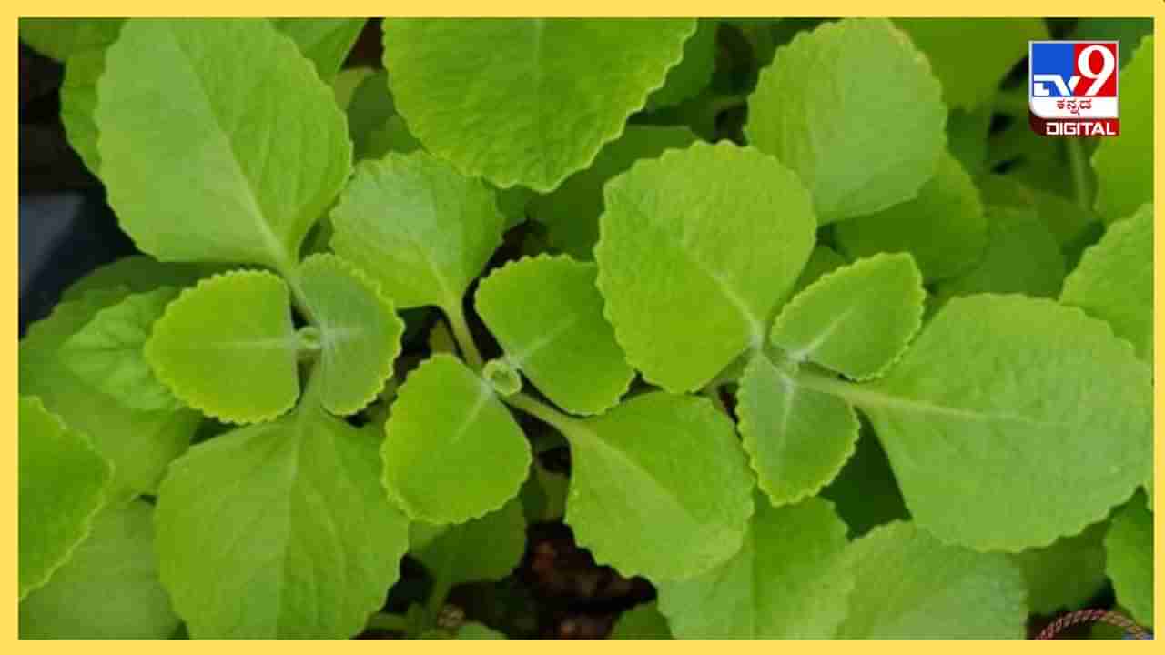 Ajwain Leaves : ರೋಗ ದೂರ ಮಾಡುವಲ್ಲಿ ದೊಡ್ಡ ಪತ್ರೆಯ ಗುಣ ಬಹುದೊಡ್ಡದು