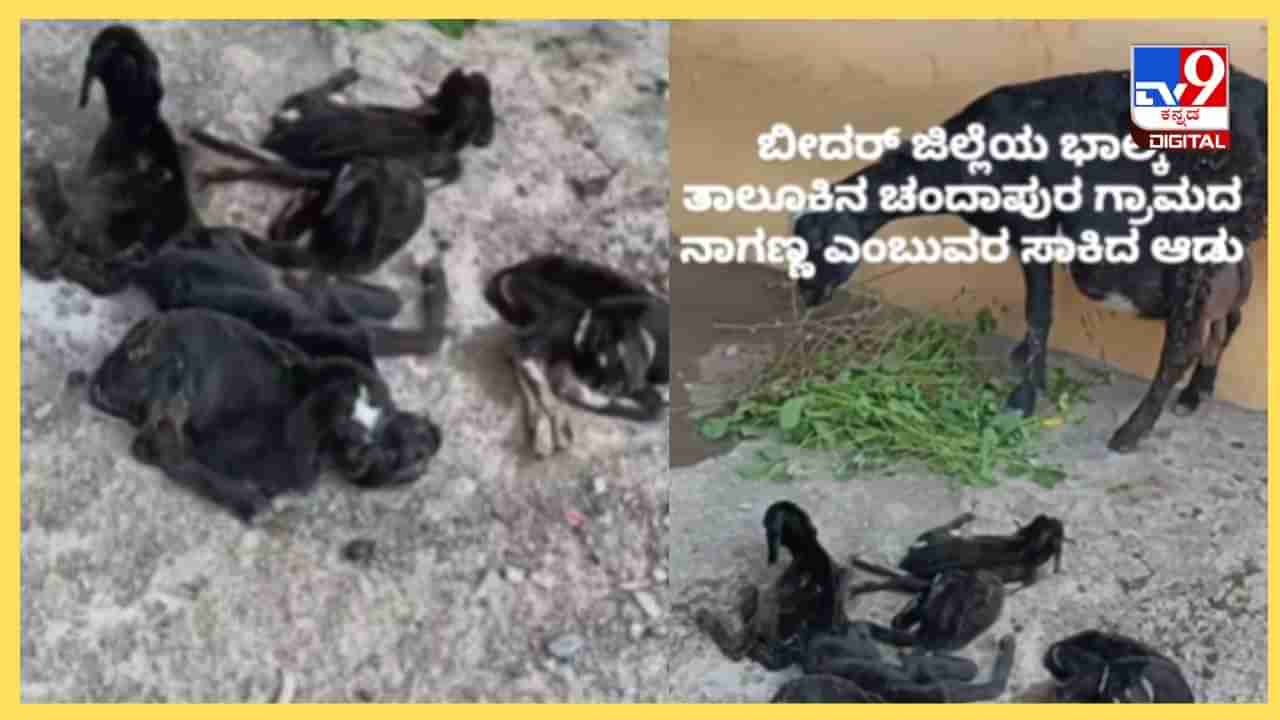 Viral Video: ಪ್ರಕೃತಿ ವಿಸ್ಮಯ ಹೇಗಿದೆ ನೋಡಿ, ಬೀದರ್​​ನಲ್ಲಿ ಏಕ ಕಾಲಕ್ಕೆ 6 ಮರಿಗಳಿಗೆ ಜನ್ಮ ನೀಡಿದ ಮೇಕೆ!