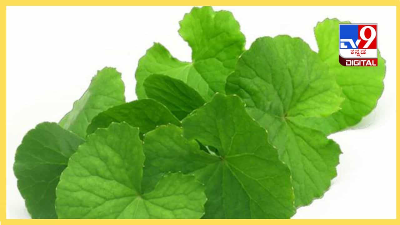Brahmi leaves : ಒಂದೆಗಲದಲ್ಲಿದೆ ಆರೋಗ್ಯ ಗುಟ್ಟು, ಒಮ್ಮೆ ತಿಳಿದರೆ ಮತ್ತೆ ಮತ್ತೆ ಬಳಸ್ತೀರಾ Brahmi leaves : ಒಂದೆಗಲದಲ್ಲಿದೆ ಆರೋಗ್ಯ ಗುಟ್ಟು, ಒಮ್ಮೆ ತಿಳಿದರೆ ಮತ್ತೆ ಮತ್ತೆ ಬಳಸ್ತೀರಾ